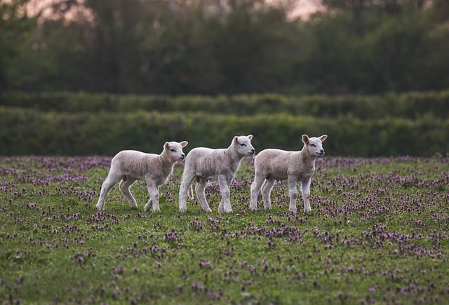 Agricoltura biologica e filiera corta Allevamento bio Fattoria Donna Tina