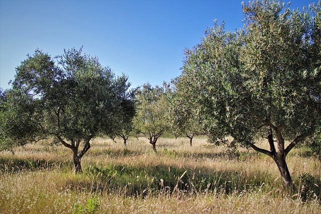 Uliveto Fattoria Donna Tina